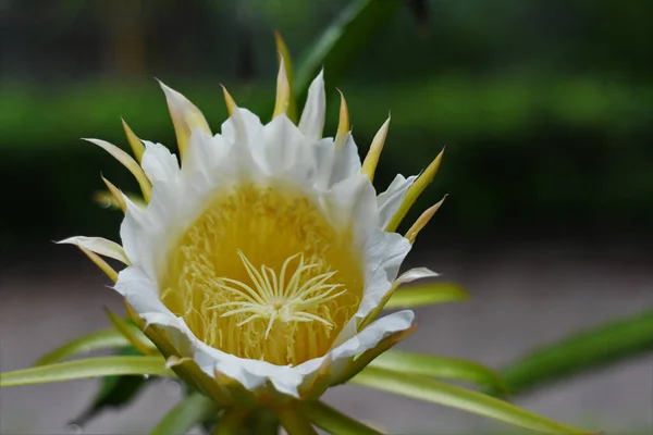 Tiro Enfoque Selectivo Flor Fruta Dragón Hylocereus Undatus — Foto de Stock