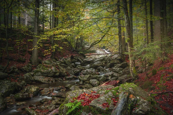 Una Panoramica Della Foresta Bavarese Durante Autunno Germania — Foto Stock