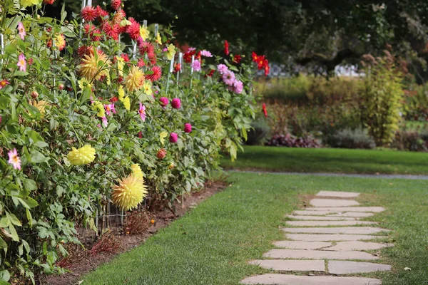 Ботанічному Саду Галіфаксі Німеччина Цвітуть Ряд Прекрасних Квітів Далії — стокове фото