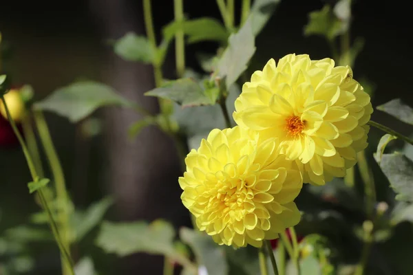 Egy Közeli Felvétel Sárga Dália Virágokról Virágzik Egy Botanikus Kertben — Stock Fotó