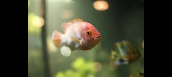 Een Close Opname Van Een Gele Vis Een Aquarium — Stockfoto