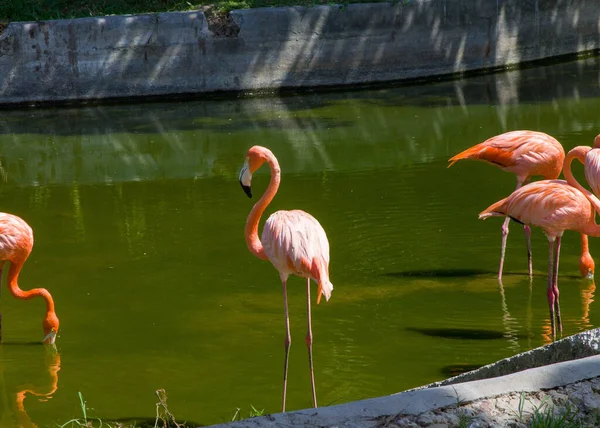 Une Vue Beaux Flamants Roses Dans Étang — Photo