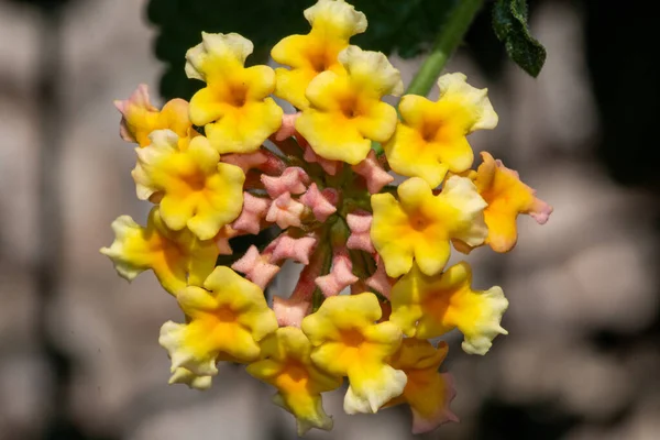 Primer Plano Una Flor Amarilla Jardín — Foto de Stock