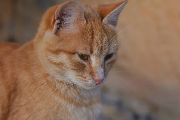 Ett Porträtt Söt Ingefärsfärgad Katt — Stockfoto