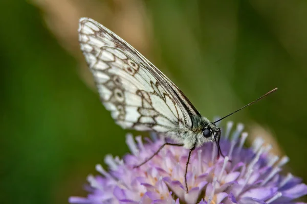 Gros Plan Papillon Sur Belles Fleurs Chardon Violet Dans Jardin — Photo