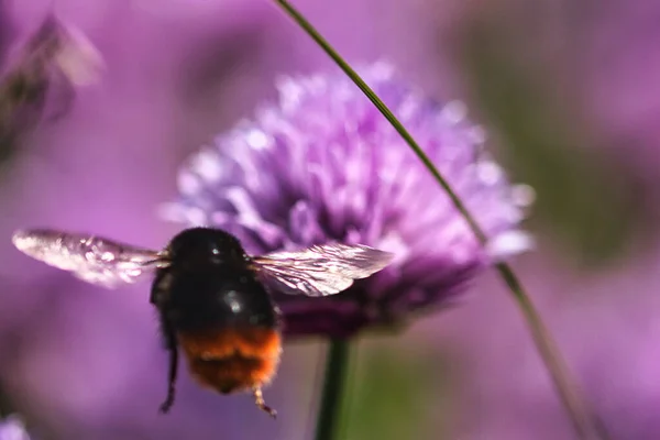 Κοντινό Πλάνο Μέλισσας Που Πετάει Προς Άνθη Του Chives Allium — Φωτογραφία Αρχείου