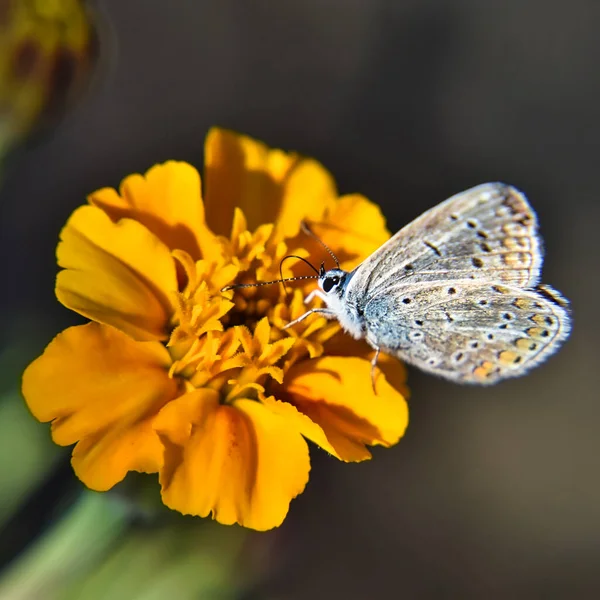 黄色の花に美しいレプトペラ蝶 — ストック写真