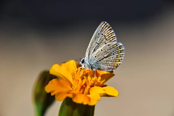 Uma Bela Borboleta Lepidoptera Uma Flor Amarela — Fotografia de Stock