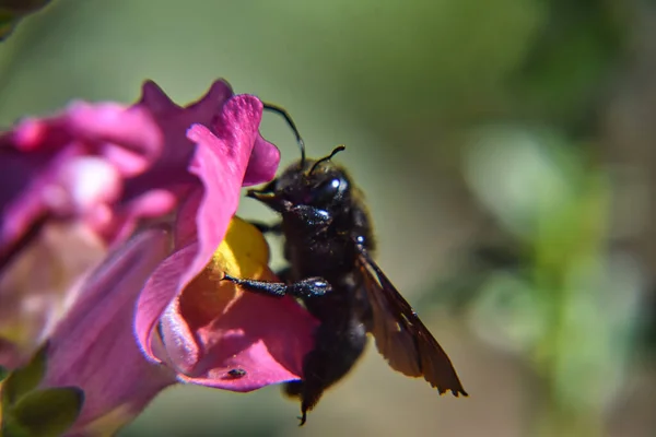 Ács Méh Egy Rózsaszín Virágon — Stock Fotó
