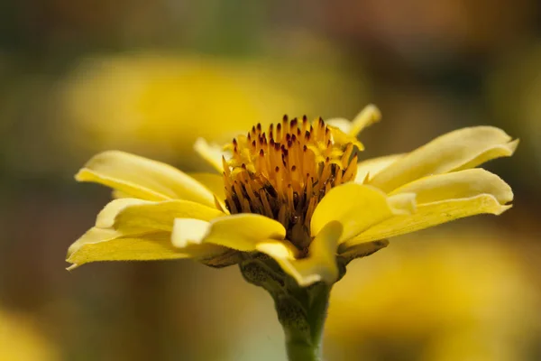 Ένα Κοντινό Πλάνο Του Ανθισμένου Κίτρινου Λουλουδιού Στην Άγρια Φύση — Φωτογραφία Αρχείου