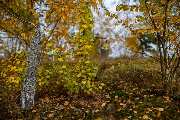 Nyírfa Fenyő Erdő Sárga Levelekkel Ősszel — Stock Fotó