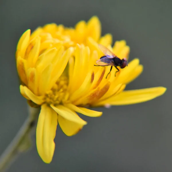 Een Vlieg Een Gele Bloem — Stockfoto