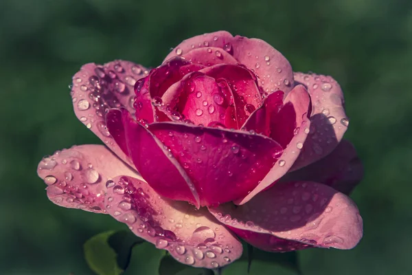Shallow Focus Pink Rose Raindrops Blurred Green Background — Stock Photo, Image