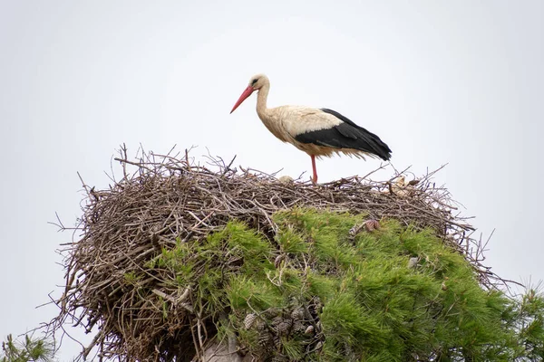 Graceful White Stock Ciconia Ciconia Nest — Stock Photo, Image