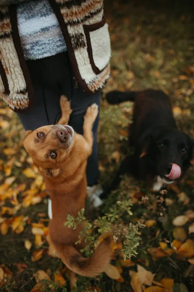 Bellissimo Cane Gioca Con Proprietario Giardino — Foto Stock