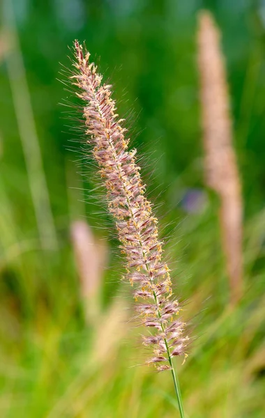 Vertical Closeup Fountain Grass Selected Focus — Stock Photo, Image