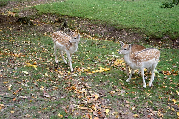 Ein Paar Hirsche Auf Dem Feld Mit Herbstblättern Boden — Stockfoto