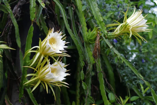 Ένα Επιλεκτικό Πλάνο Εστίασης Των Λουλουδιών Του Δράκου Hylocereus Undatus — Φωτογραφία Αρχείου