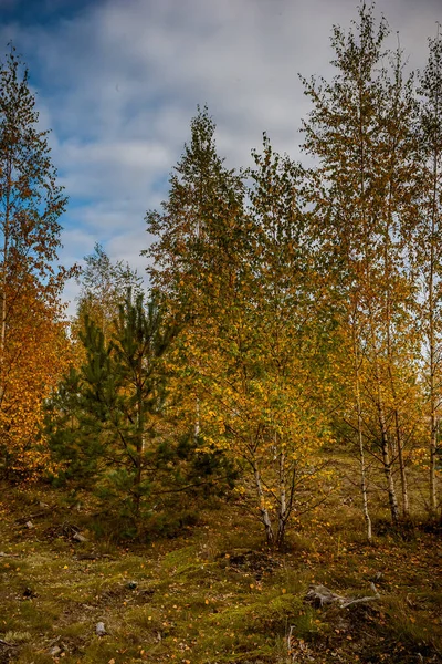 Sonbaharda Yaprakları Sarı Olan Bir Huş Ağacı Çam Ağacı Ormanı — Stok fotoğraf