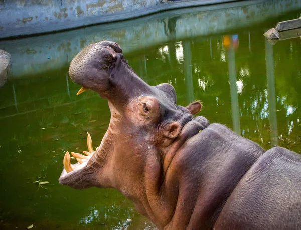 Retrato Gran Hipopótamo Con Hocico Abierto —  Fotos de Stock