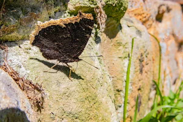 Detailní Záběr Motýla Skalách Zahradě — Stock fotografie