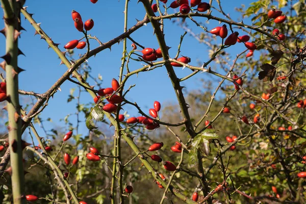 Buisson Hanche Rose Contre Ciel Bleu Par Une Journée Ensoleillée — Photo