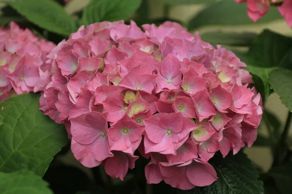 Крупный План Красивых Розовых Цветов Hydrangea Растущих Оксфордском Ботаническом Саду — стоковое фото