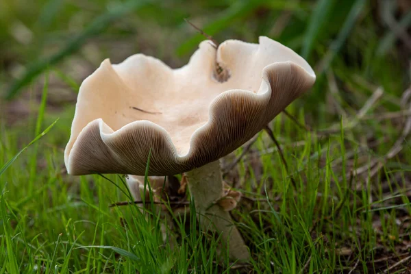 Gros Plan Champignon Poussant Herbe — Photo