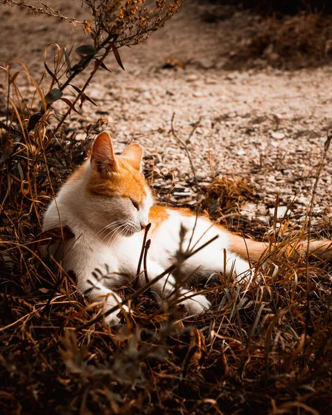 Egy Függőleges Felvétel Egy Gyönyörű Macskáról Amint Fűben Fekszik — Stock Fotó