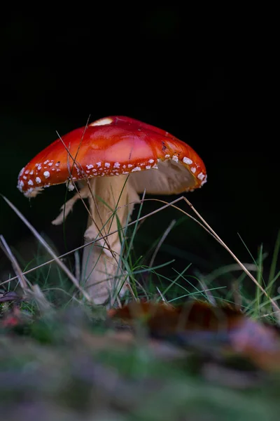 在黑色背景上垂直拍摄的天野蘑菇 — 图库照片