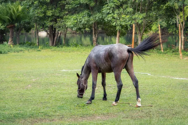 Коричневий Кінь Пасеться Лузі — стокове фото