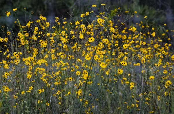 Ein Feld Blühender Wilder Gelber Blumen — Stockfoto