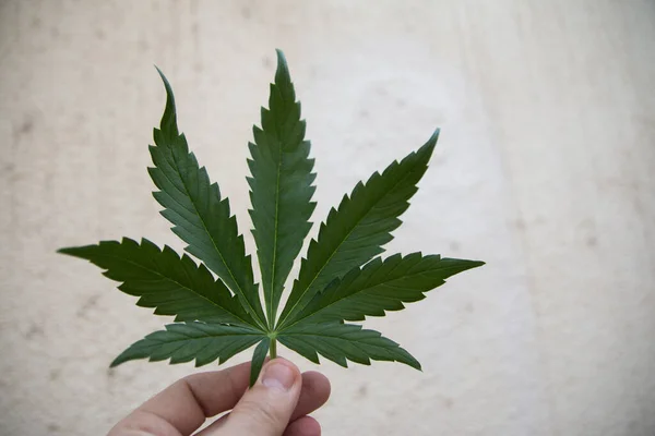 Una Foglia Marijuana Una Mano — Foto Stock