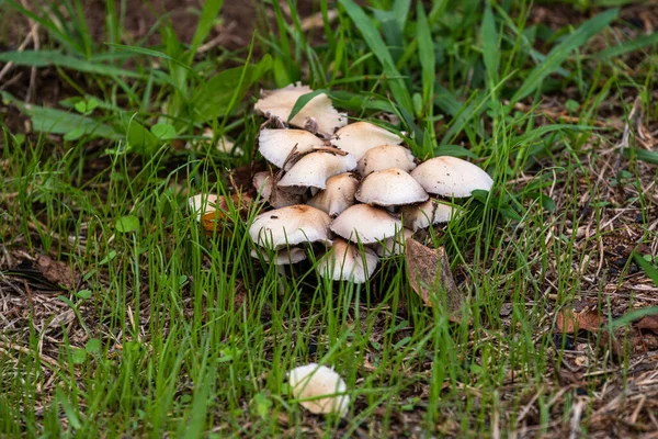草丛中生长的蘑菇的特写 — 图库照片