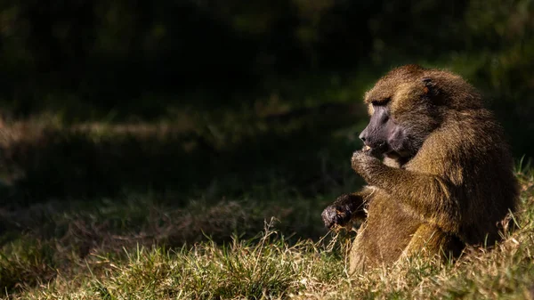 차크마 개코원숭이 — 스톡 사진