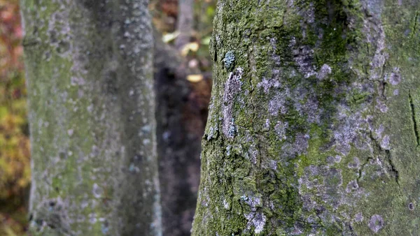Μια Κοντινή Φωτογραφία Κορμούς Δέντρων Βρύα Στο Δάσος — Φωτογραφία Αρχείου