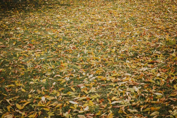 Eine Schöne Aufnahme Von Bunten Herbstblättern Einem Garten — Stockfoto