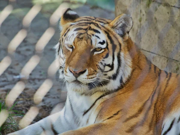 Retrato Tigre Bengala Zoológico Acuario Henry Doorly Omaha Omaha Nebraska — Foto de Stock