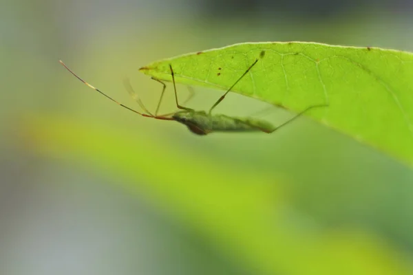 Tiro Close Inseto Trigonotylus Ruficornis Verde Uma Folha Verde — Fotografia de Stock