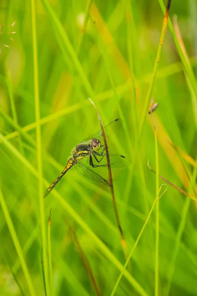 Vertikální Detailní Záběr Vážky Trávě Zeleném Poli — Stock fotografie