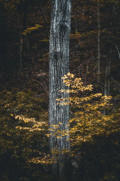 Virginia Bulunan Ulusal Park Taki Ağaçlara Düşen Yaprakların Dikey Çekimi — Stok fotoğraf