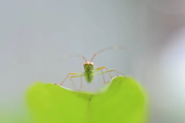 Lähikuva Laukaus Vihreä Trigonotylus Ruficornis Bug Vihreä Lehti — kuvapankkivalokuva