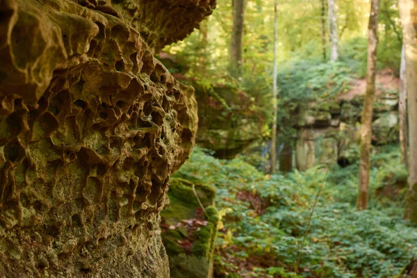 Een Close Van Een Boomstam Bedekt Met Mos Een Bos — Stockfoto