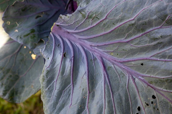 庭の紫色の美しい有機キャベツの損傷した葉のクローズアップショット — ストック写真