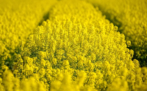 Eine Schöne Fokussierte Aufnahme Eines Rapsfeldes — Stockfoto