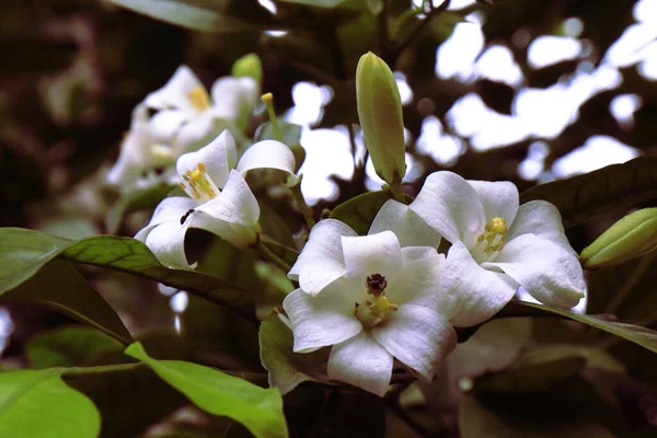 Flores Jasmim Laranja Branco — Fotografia de Stock