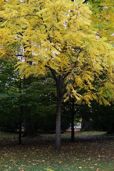 Eine Wunderschöne Szene Aus Herbstlandschaft Und Buntem Laub — Stockfoto