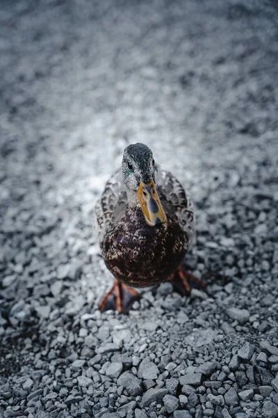 Göldeki Bir Ördeğin Yakın Çekimi — Stok fotoğraf