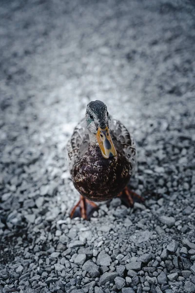 Tiro Perto Pato Num Lago — Fotografia de Stock