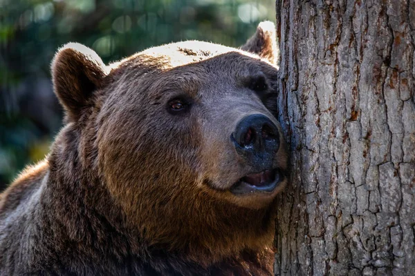 Brązowy Niedźwiedź Opierający Swoją Twarz Pniu Drzewa Jego Naturalnym Środowisku — Zdjęcie stockowe